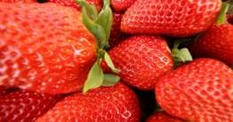 erdbeeren in huelva