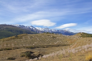 flora fauna sierra nevada