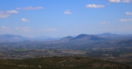 jaen olivenplantagen